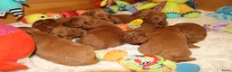 Australian Labradoodle honden te koop: 1 teefje en 3 reutjes Australian labradoodle pups - Advertentie 31