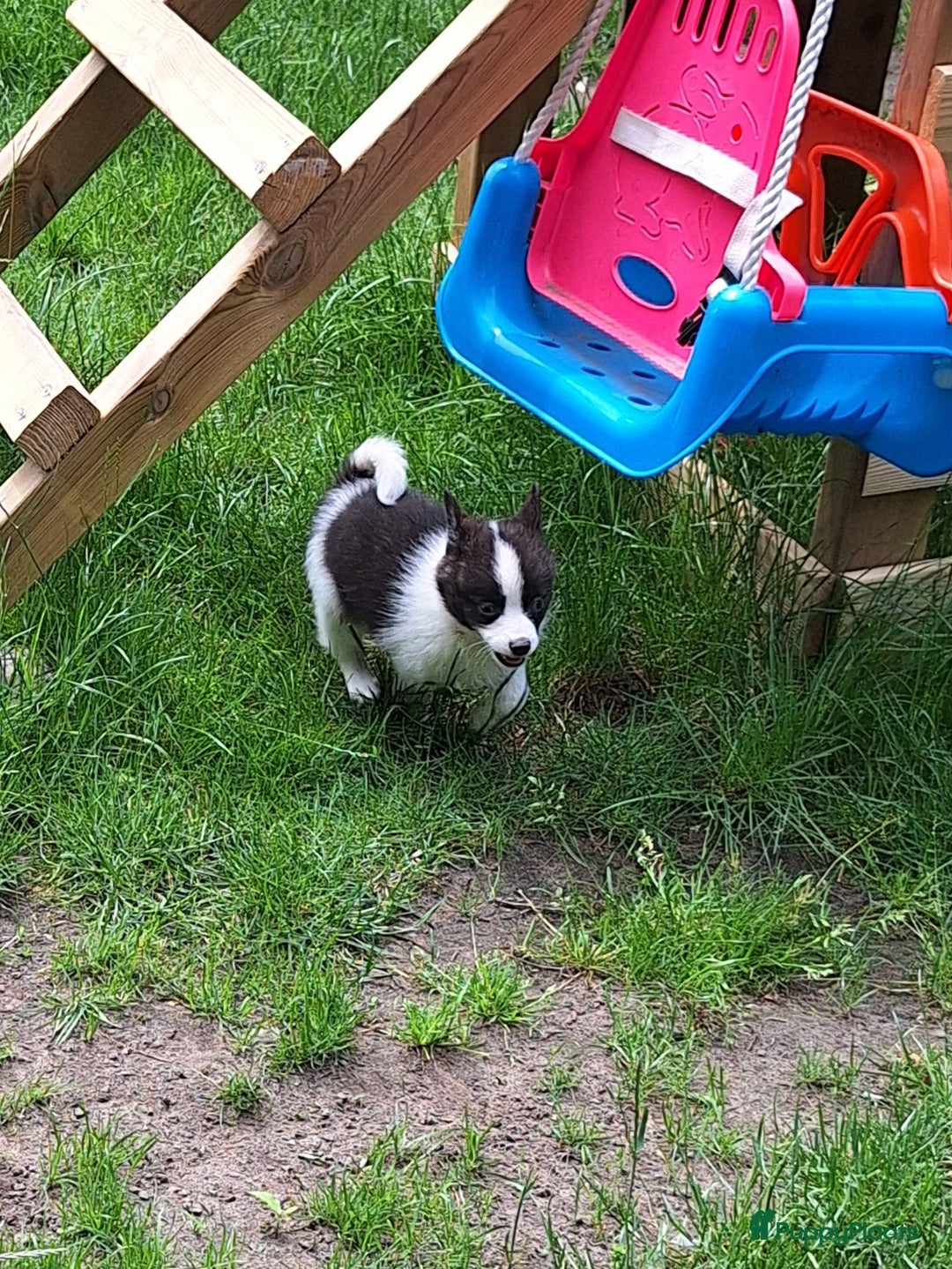 Pomsky honden te koop: Pomsky reutje Rocky  in Weert - Afbeelding 5