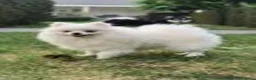 Pomeriaan honden te koop: Pomeriaan pups Nederlandse  - Advertentie 1