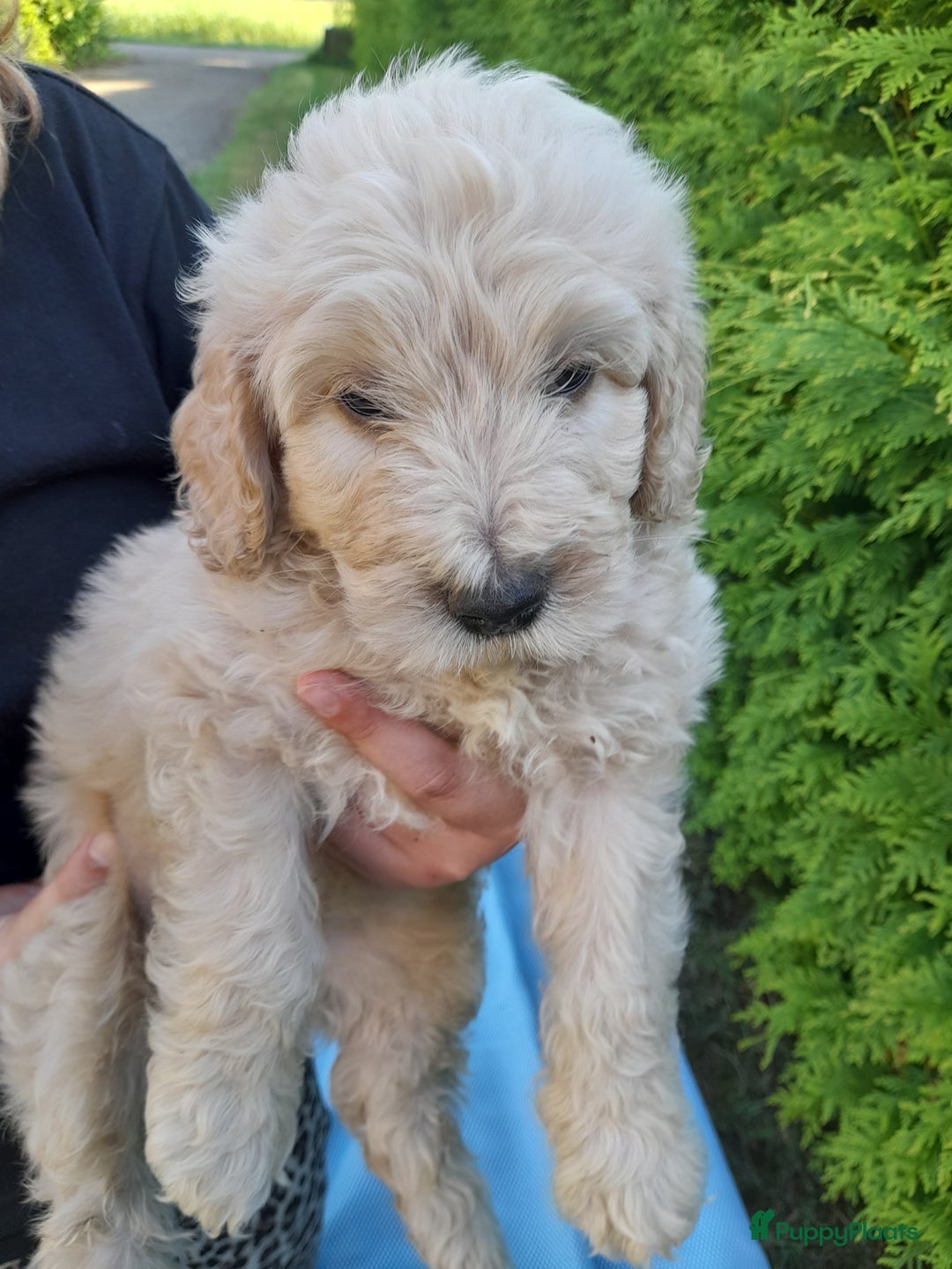 Labradoodle honden te koop: Labradoodle pups - Afbeelding 13