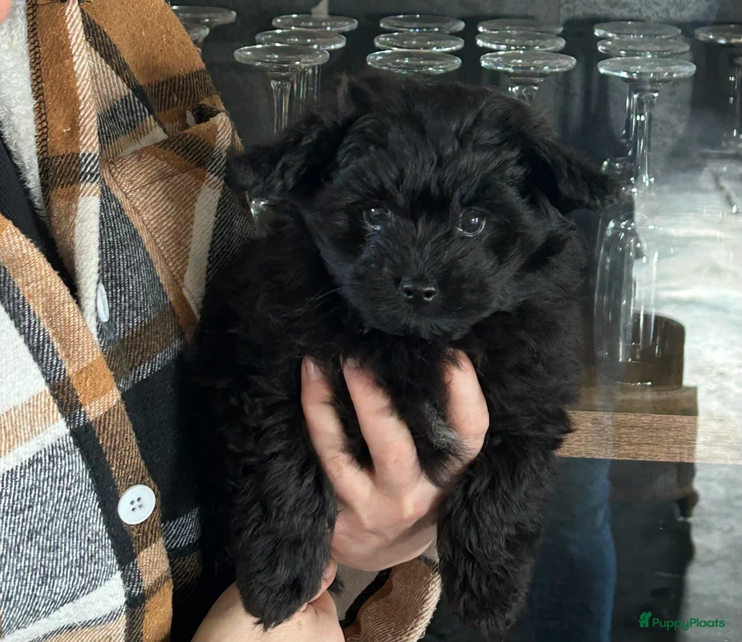 Kruising honden te koop: Pomapoo reu - Advertentie 6