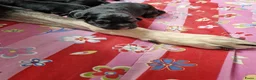 Duitse Herder honden te koop: Oost europese herder pupjes  - Advertentie 7