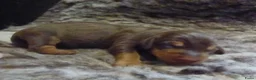 Ruwhaar Teckel honden te koop: Prachtige Standaard Ruwhaar Teckelpuppy’s ,  - Advertentie 12