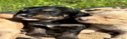 Bernedoodle honden te koop: Mini Bernedoodle pups te koop - Advertentie 9