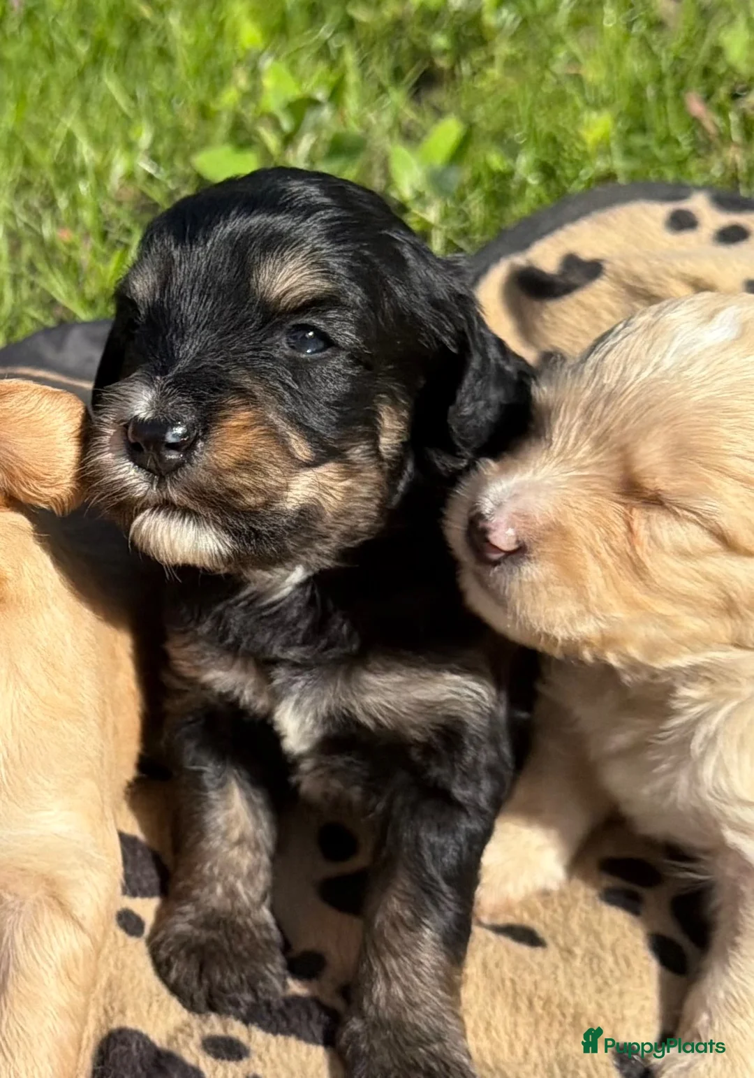 Bernedoodle honden te koop: Mini Bernedoodle pups te koop - Advertentie 9