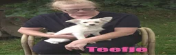 Kruising honden te koop: 6 Prachtige BooPom’s, 4 meiden🎀 2 jongens🧢 - Advertentie 3
