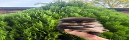 Pomeriaan honden te koop: Pomeriaan puppy - Advertentie 5