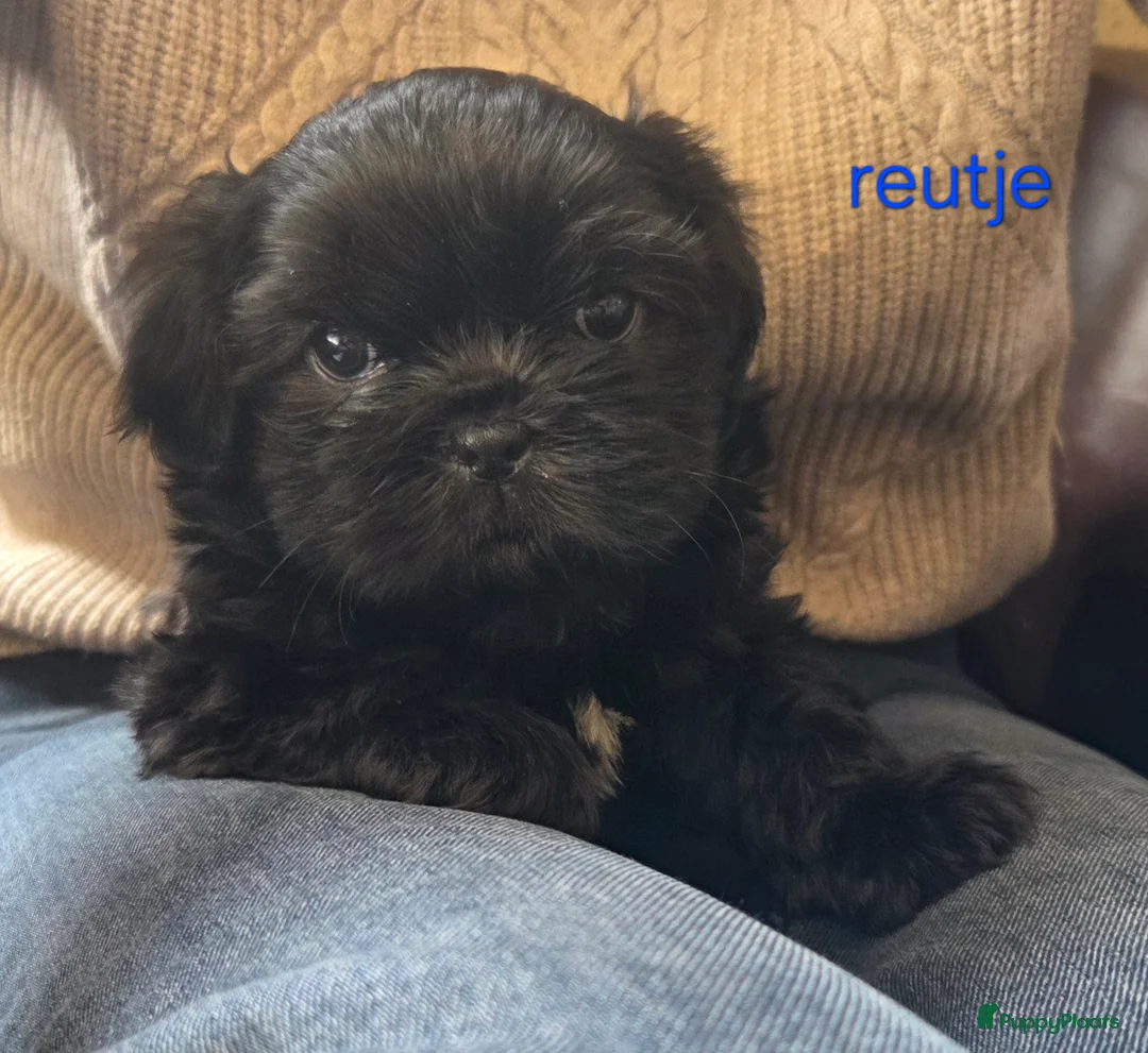 Boomer honden te koop: Nog 4 prachtige pups zijn op zoek naar personeel😉 - Advertentie 2