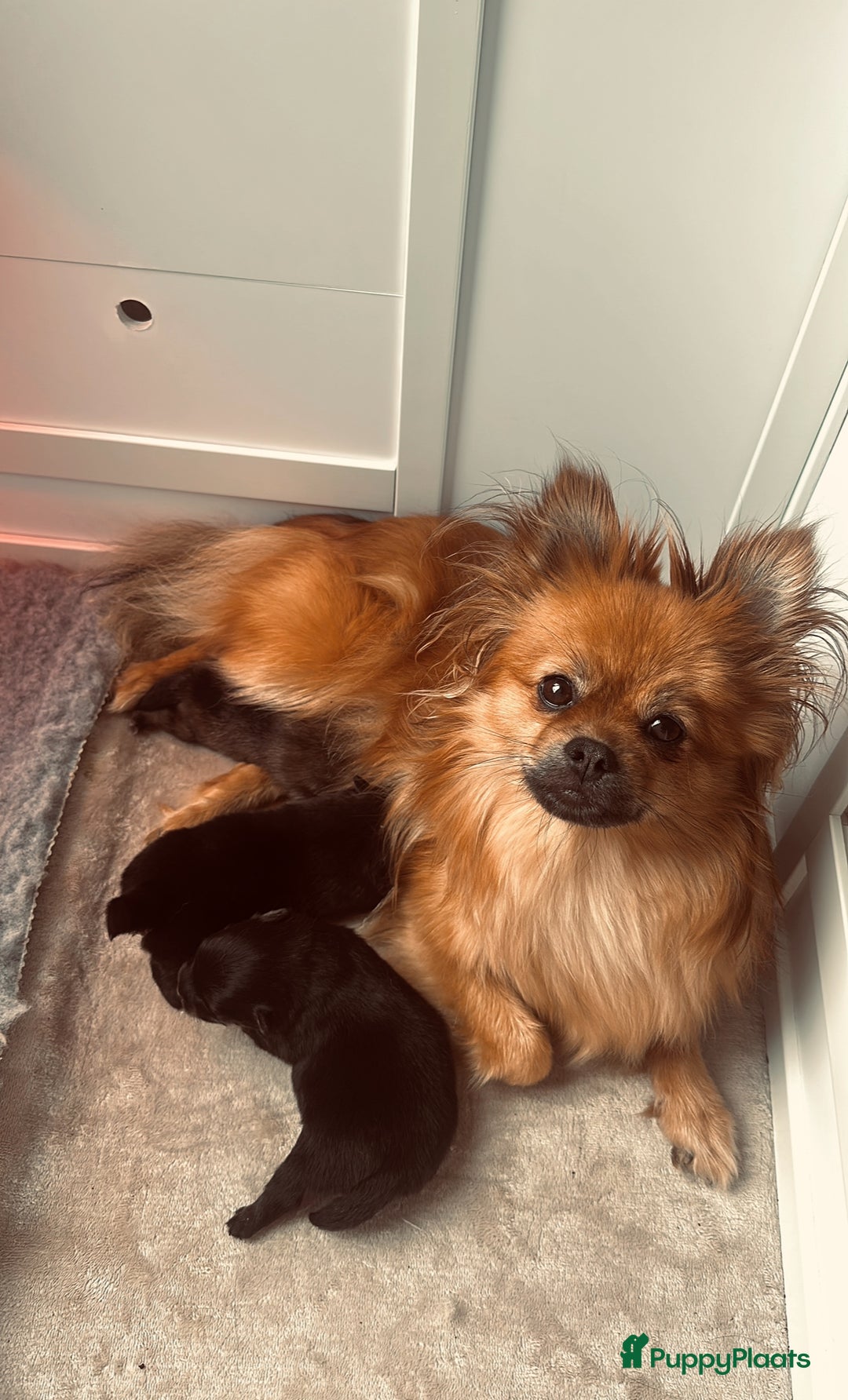 Pomeriaan honden te koop: Pomeriaan pup teefjes - Advertentie 9