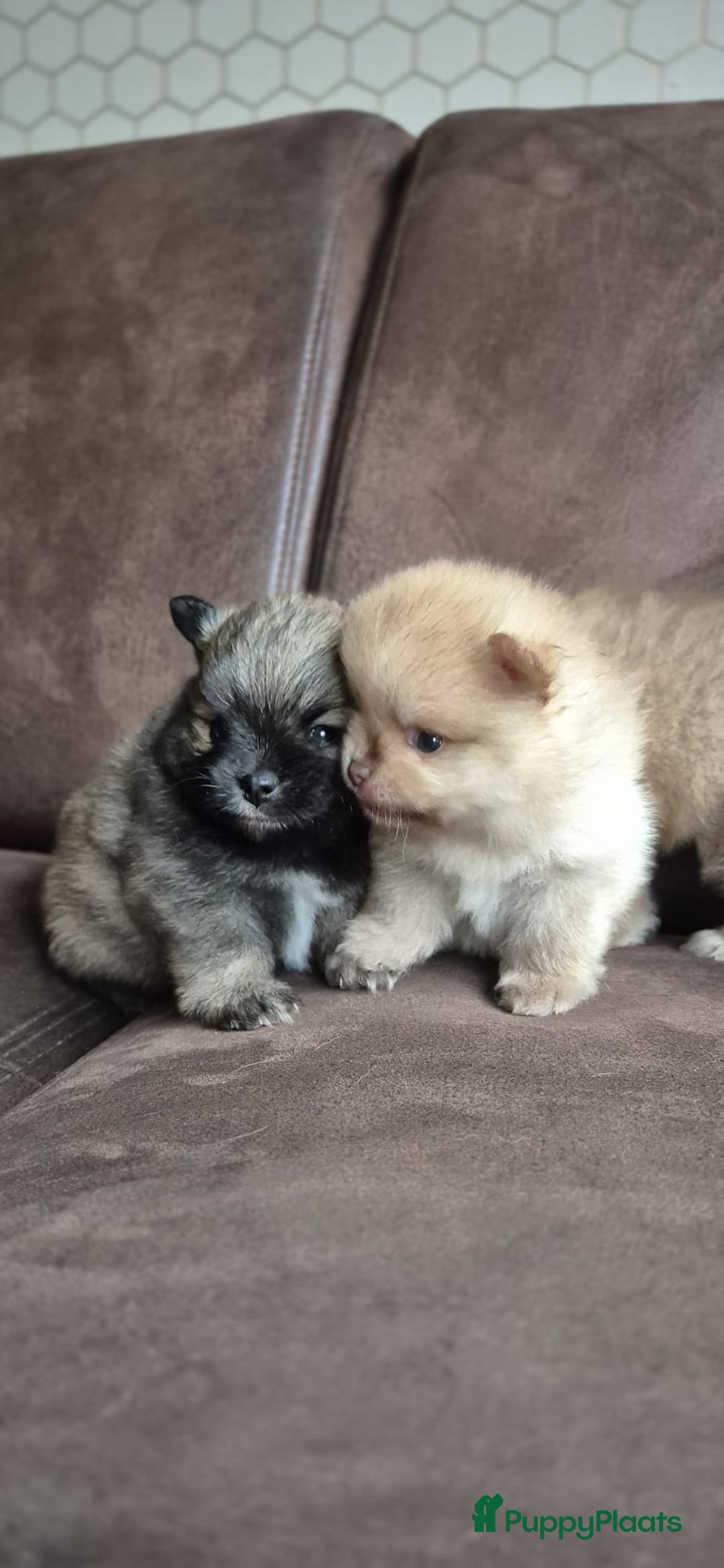 Pomsky honden te koop: Prachtige hondjes  - Advertentie 2