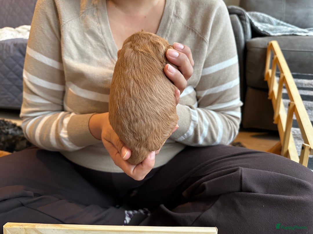 Cockapoo honden te koop: Health-Checked Mini Cockapoo Litter - Advertentie 17