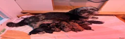 Kruising honden te koop: Lieve Boompoo pups zoeken een nieuw huisje! - Advertentie 14