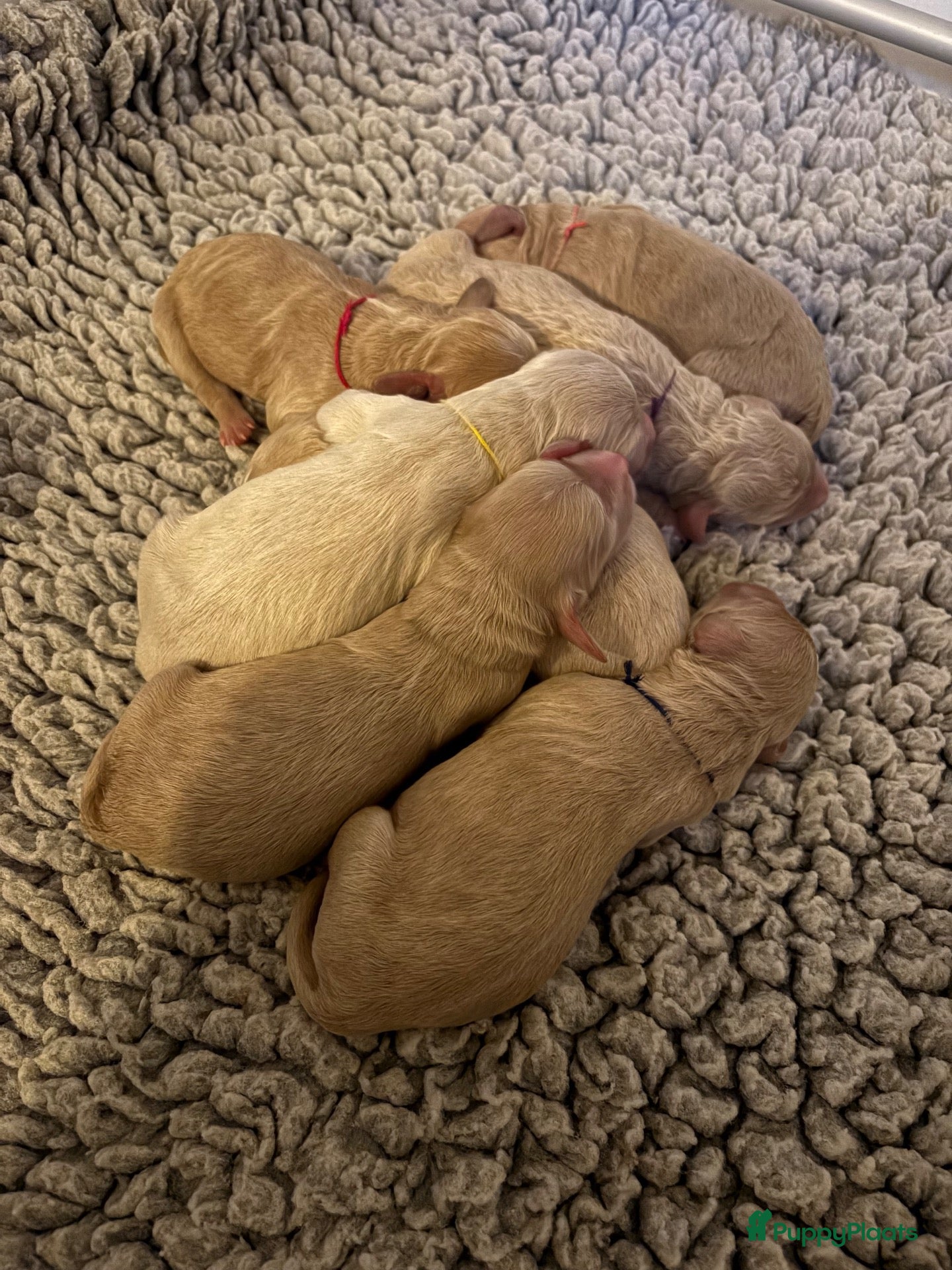 Kruising honden Irish Golden Doodle pups - Advertentie 3