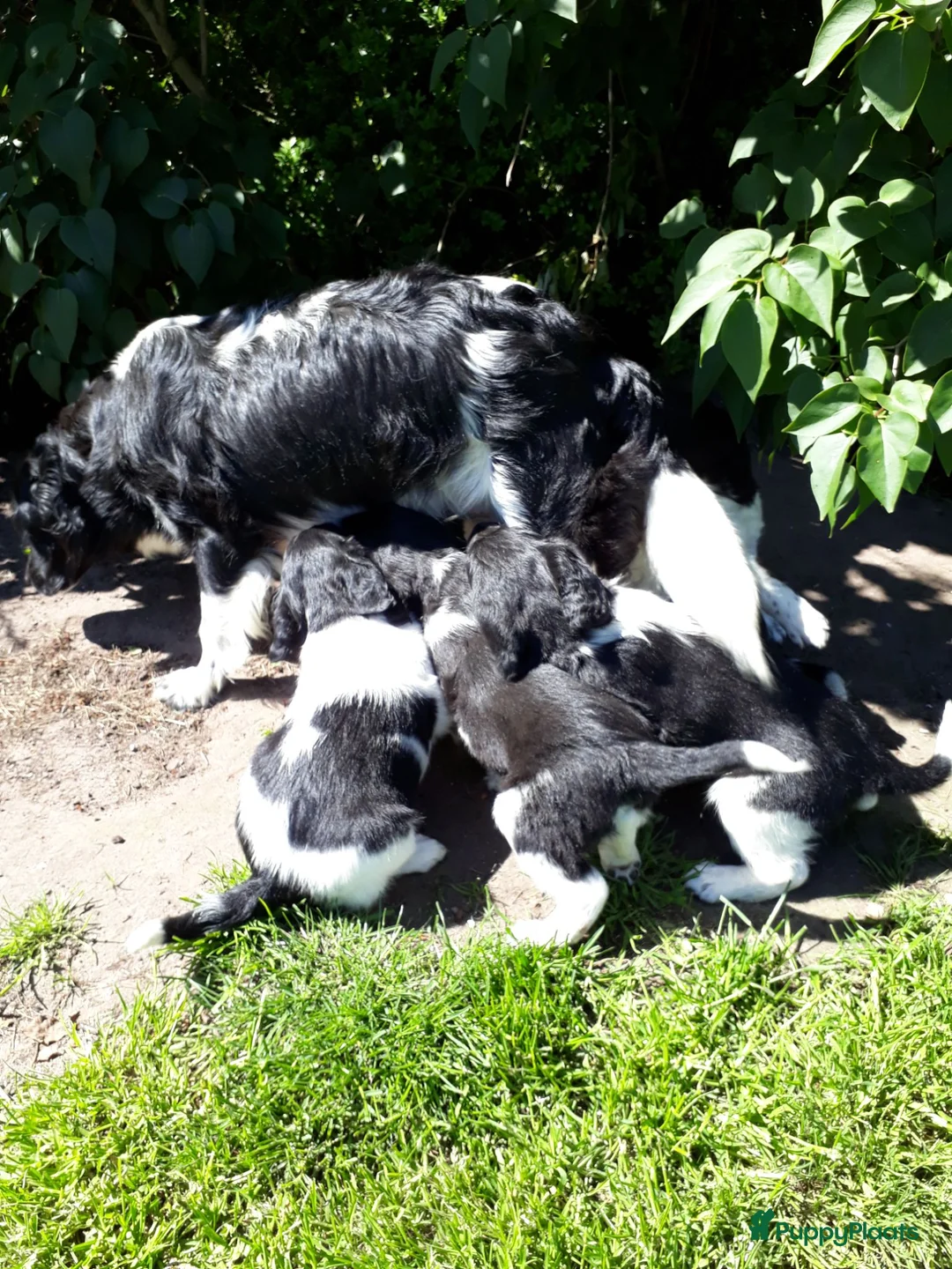 Friese Stabij honden te koop: Ras zuivere Friese Stabij pups - Advertentie 5