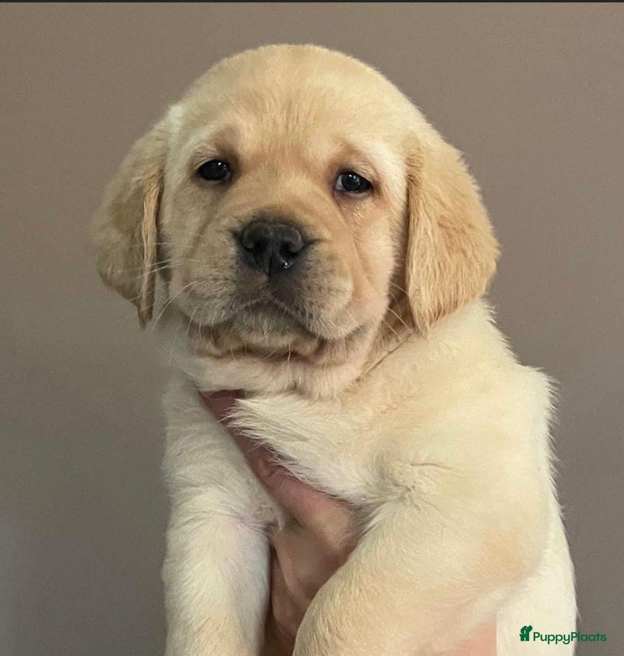 Labrador Retriever honden 1 Supermooie blonde labradorpups reutjes - Advertentie 2