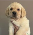 Labrador Retriever Puppy 2