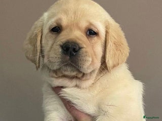 Labrador Retriever honden 9 Supermooie blonde labradorpups geboren. - Advertentie 8