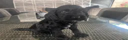 Cockapoo honden te koop: Cockapoo’s zoeken een gouden mandje  in Kerkdriel - Advertentie 7
