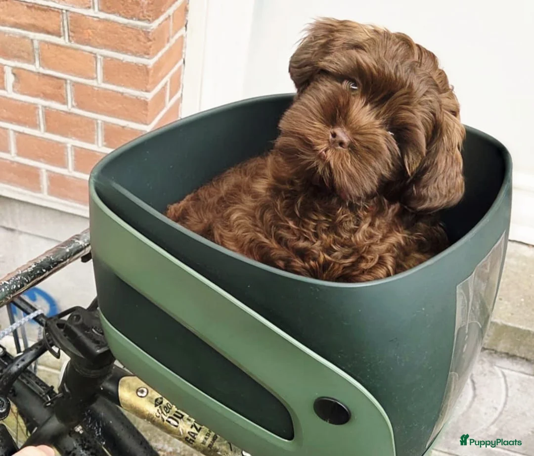 Kruising honden te koop: Mini Labradoodle/ SHIHPOO- choco met FAWN GEN - Advertentie 2