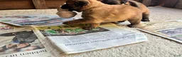 Groenendaeler honden te koop: Baskische herder pups - Advertentie 4