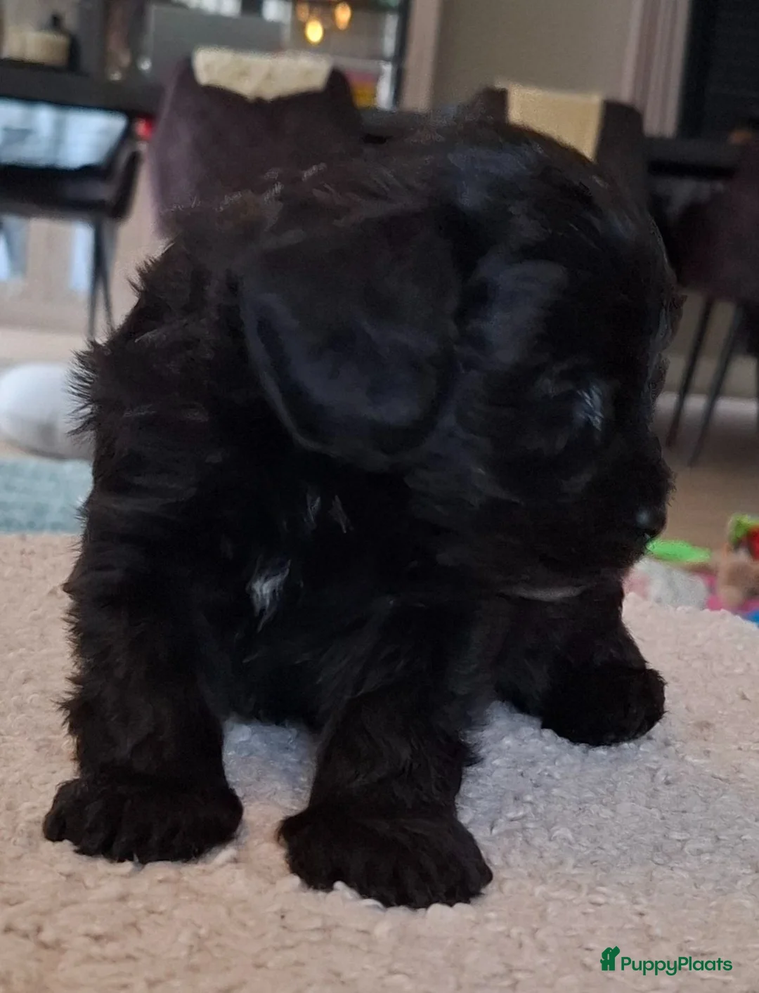 Maltipoo honden te koop: Prachtige kleine Maltipoo/Toy pups met garantie!🐶 - Advertentie 2