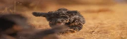 Kruising honden te koop: Dwergpoedel x Boompoo pups  - Advertentie 14