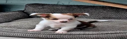 Chihuahua honden te koop: Raszuivere Chihuahua pups reutjes - Advertentie 3