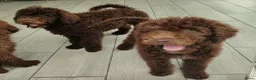 Labradoodle honden te koop: prachtige choco f4 multigen labradoodle pups - Advertentie 20