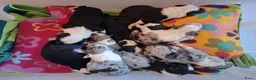 Australian Shepherd honden te koop: Stamboom pups geboren!  - Advertentie 17