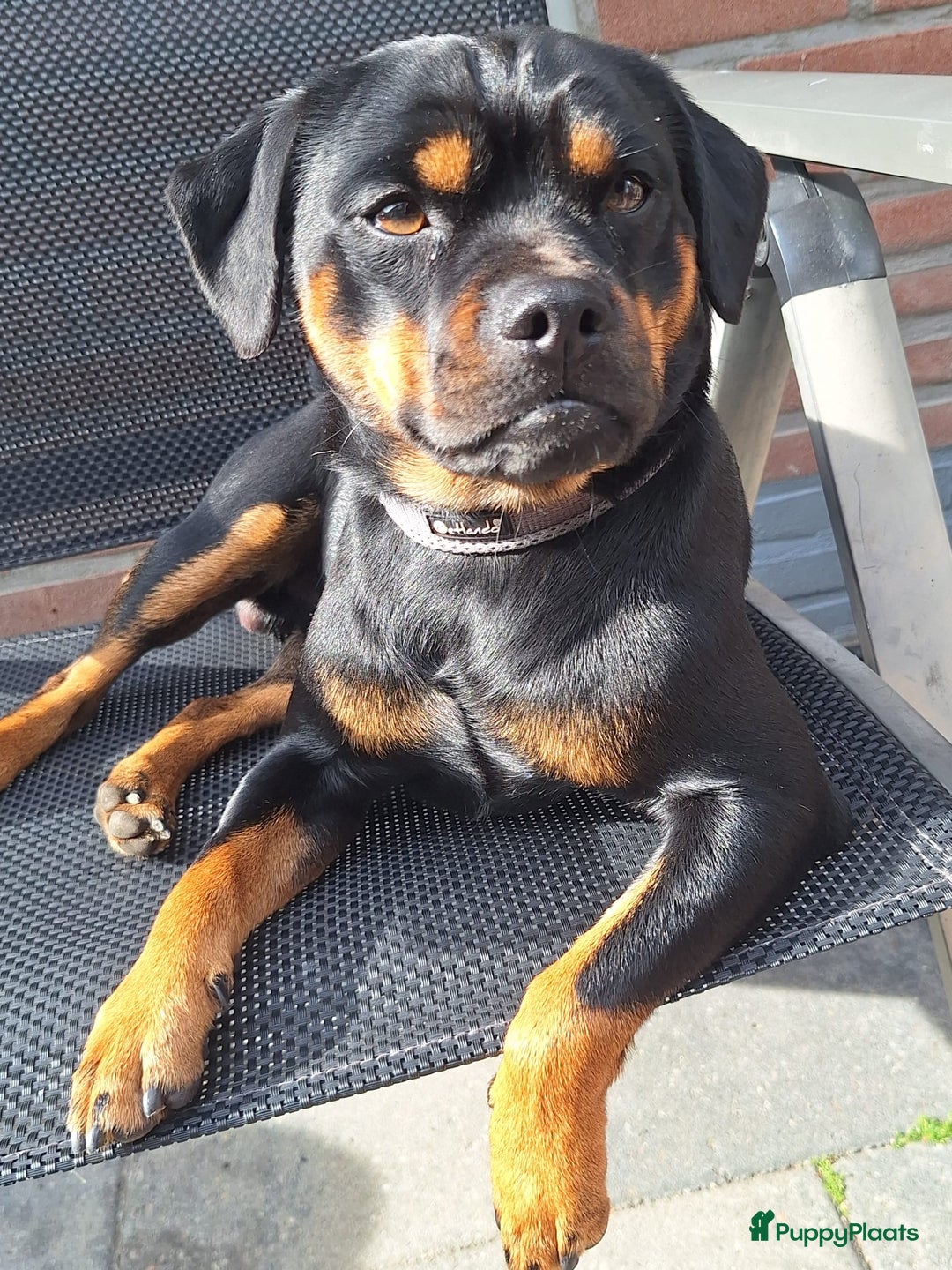 Galerij afbeelding {{count}}