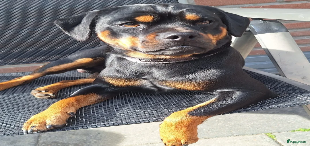 Galerij afbeelding {{count}}