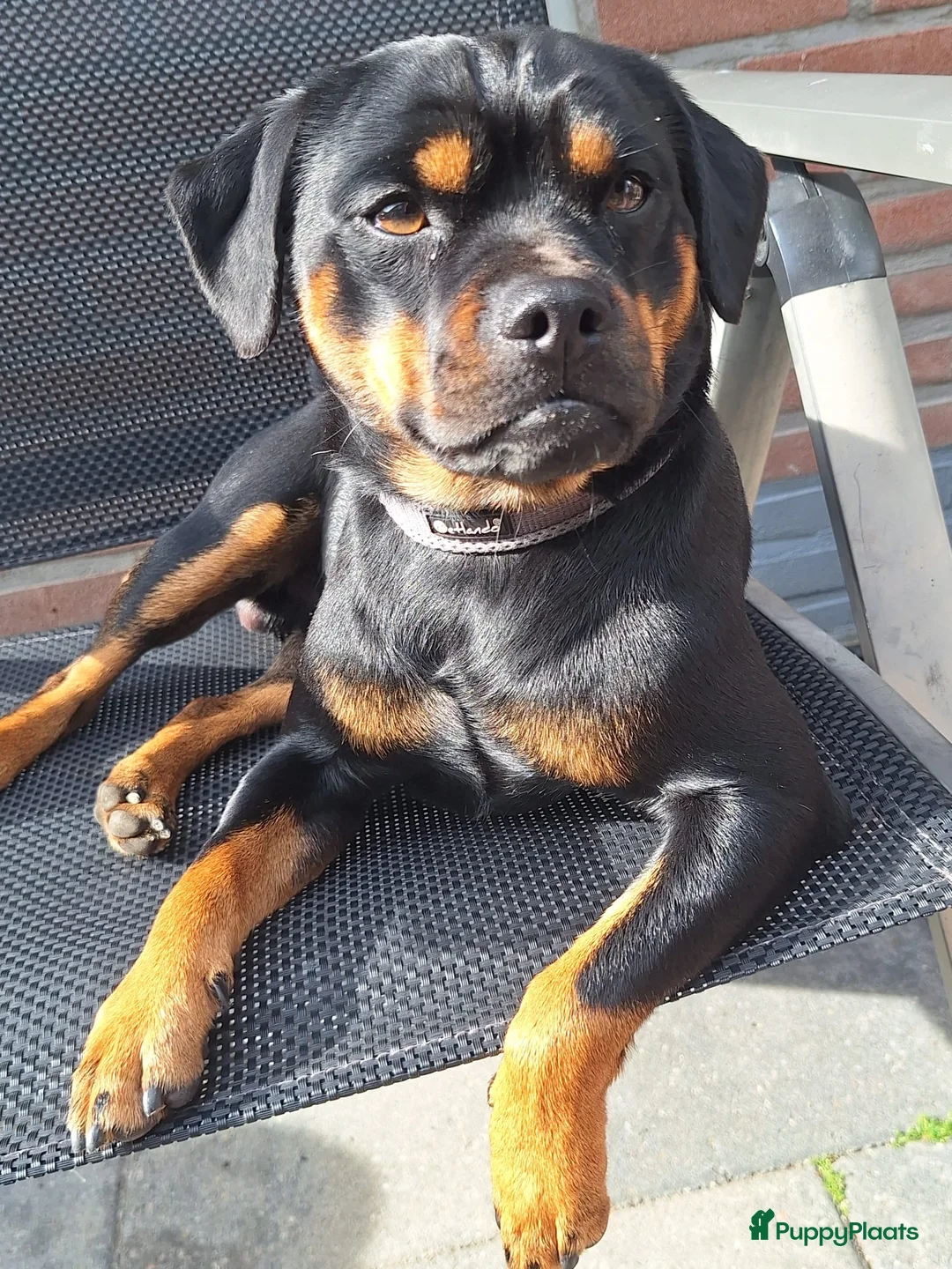 Galerij afbeelding {{count}}