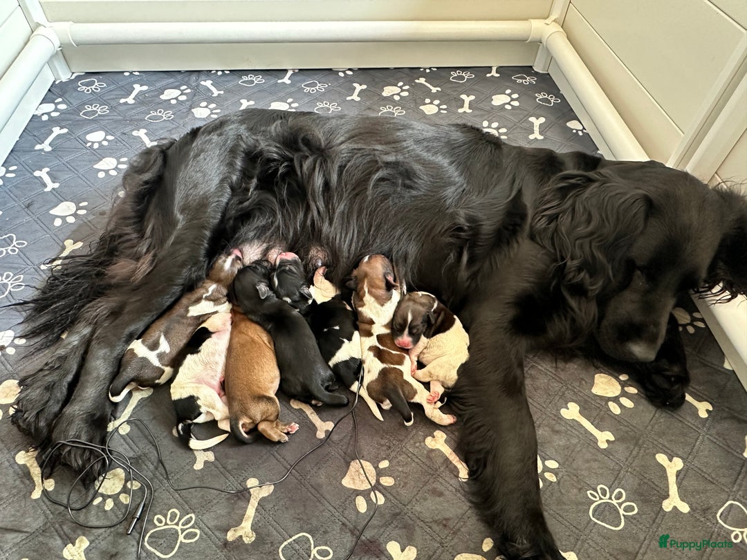 Kruising honden te koop: Nog 2 knuffelbare kruising puppy’s beschikbaar  - Afbeelding 31