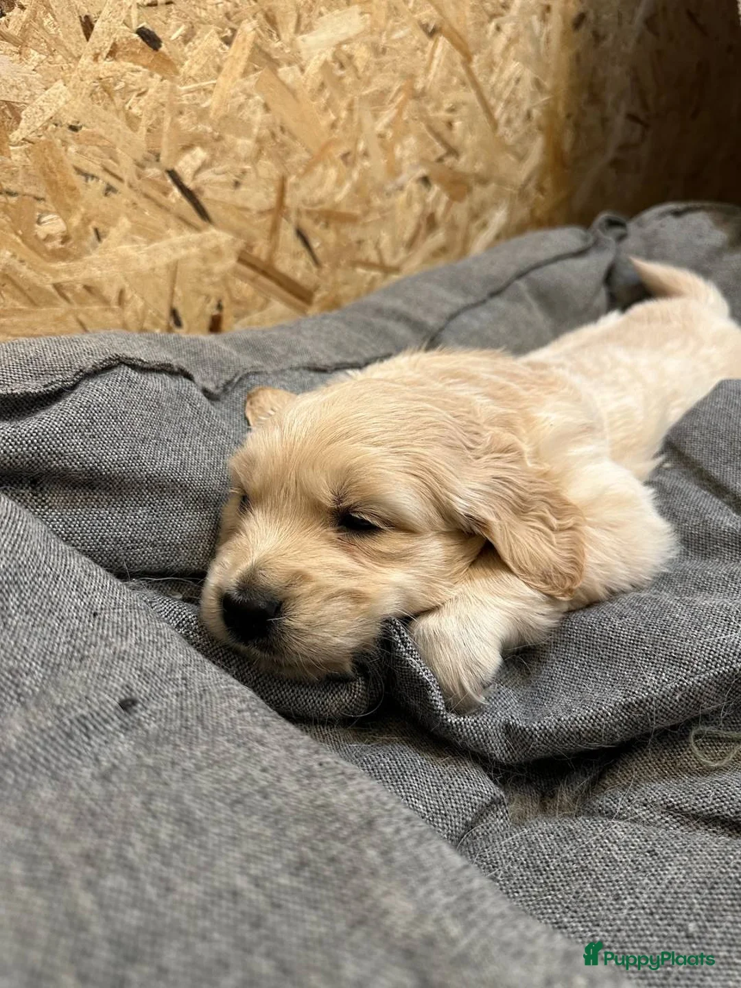 Golden Retriever honden te koop: Golden Retriever pups,  in Almere - Advertentie 2