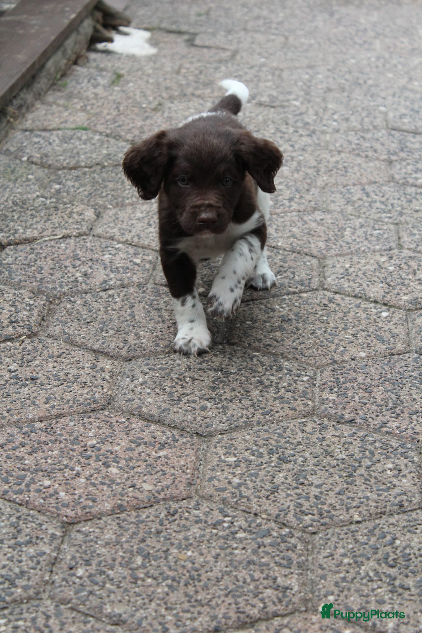 Heidewachtel honden Heidewachtel pups Kleine Münsterlander, nog 1 reu - Advertentie 2