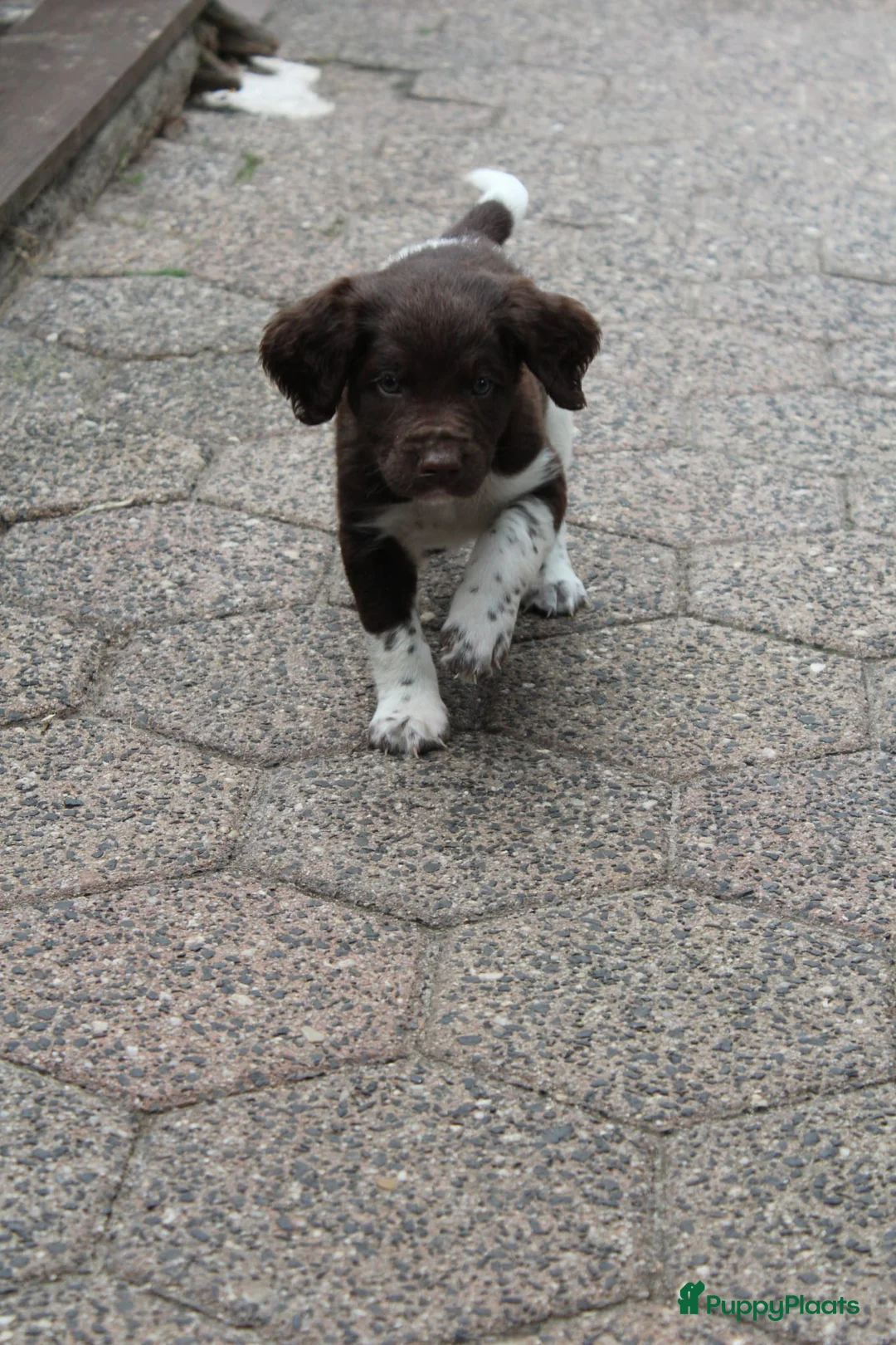 Heidewachtel honden te koop: Heidewachtel pups Kleine Münsterlander, nog 1 reu - Advertentie 2