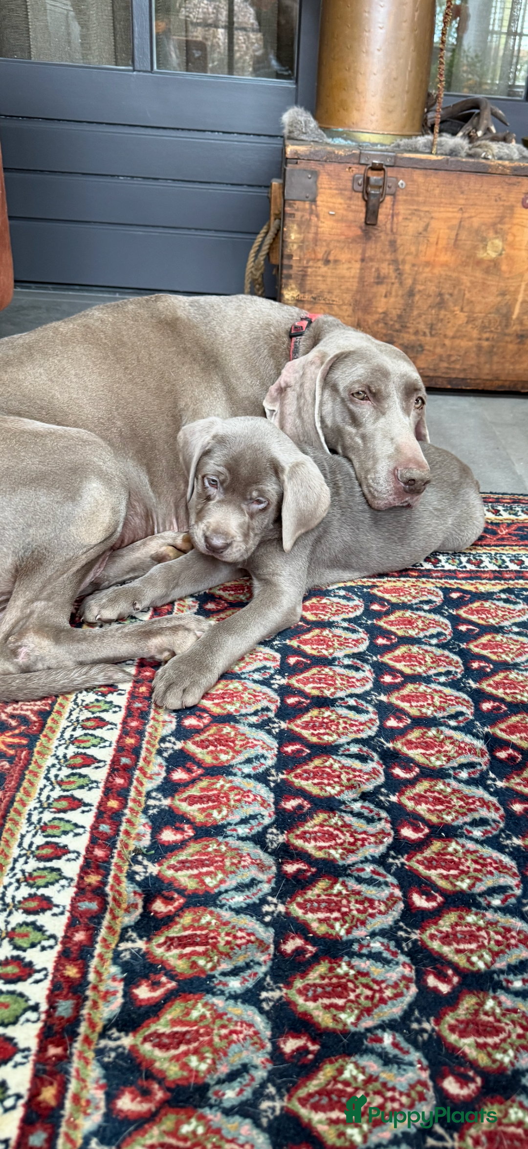 Kruising honden te koop: Labmaraner pups - Advertentie 5