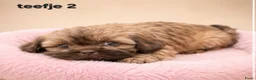 Kruising honden te koop: Prachtige boomer pups. Shih tzu maal maltezer. - Advertentie 5
