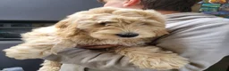Australian Labradoodle honden te koop: Aust. Labradoodle – sociaal&hypoallergeen - Advertentie 1