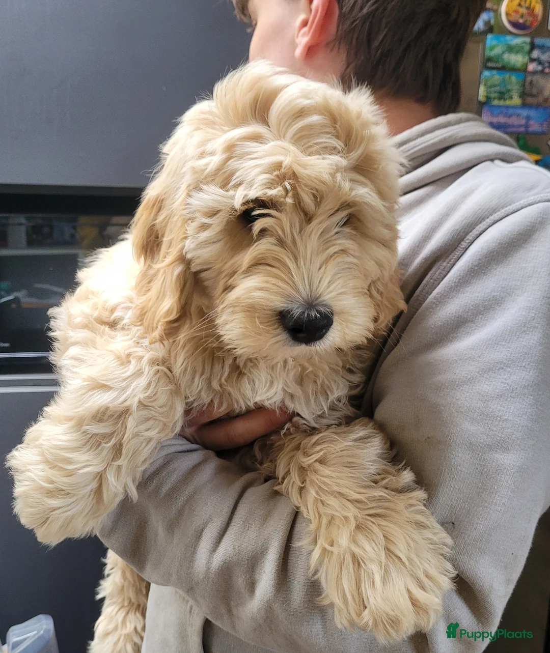Australian Labradoodle honden te koop: Aust. Labradoodle – sociaal&hypoallergeen - Advertentie 1