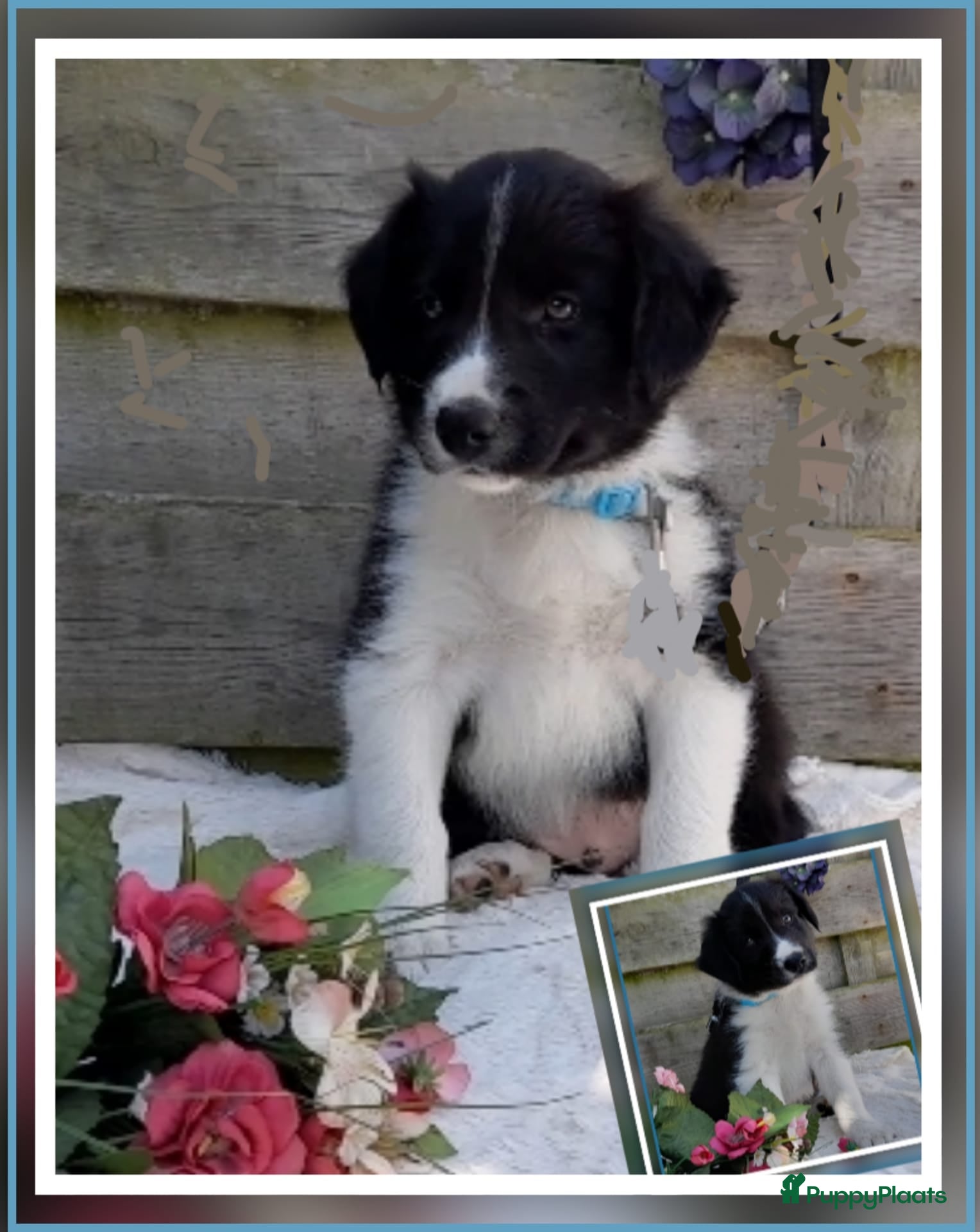 Border Collie honden Liefdevol thuis gezocht: 1e Nestkeus Border Collie - Advertentie 1