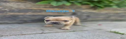 Franse Bulldog honden te koop: Mooie franse bulldog pups mogen nestje verlaten  - Advertentie 16