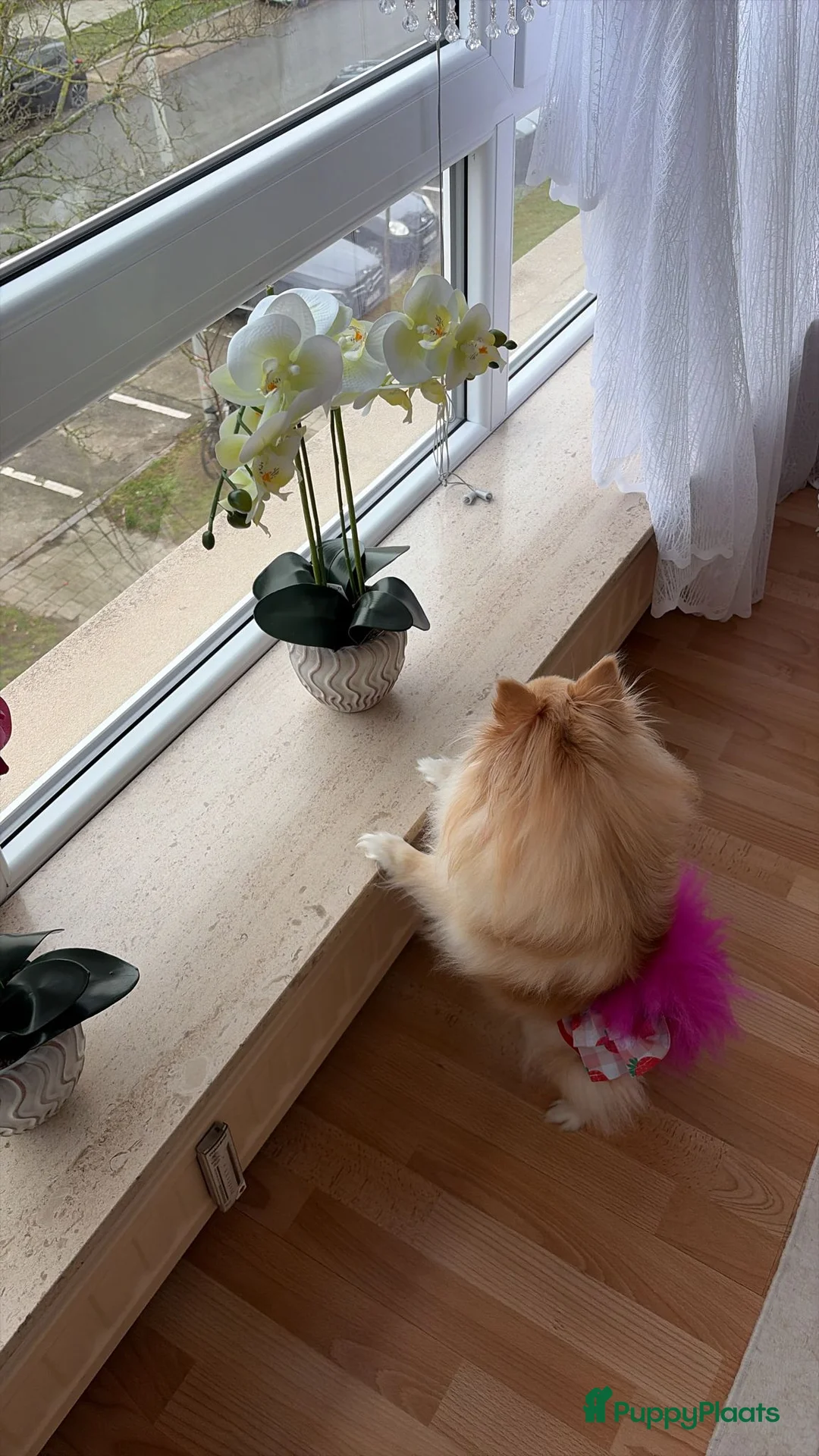 Pomeriaan honden te koop: Schattige puppy’s zoeken een nieuw thuis 🐶 - Advertentie 2