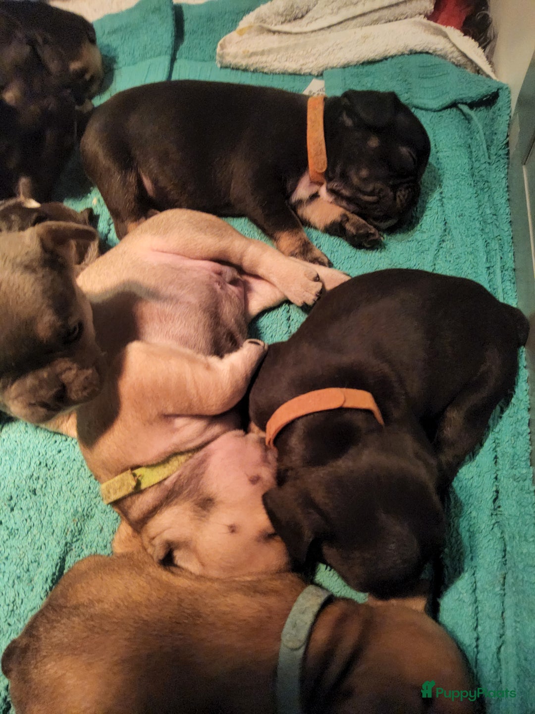 Franse Bulldog honden te koop: Fr bulldog puppy's uit geteste ouders - Advertentie 16