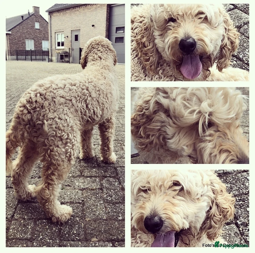 Goldendoodle honden te koop: Goldendoodle pups. Zie omschrijving. - Advertentie 24