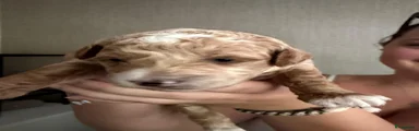 Australian Labradoodle 2