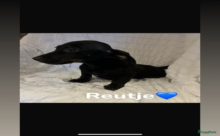 Teckel (korthaar)  honden - Advertentie 2