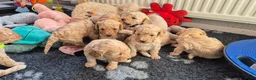 Cockapoo honden te koop: Kleine maat cockapoo pups - Advertentie 17