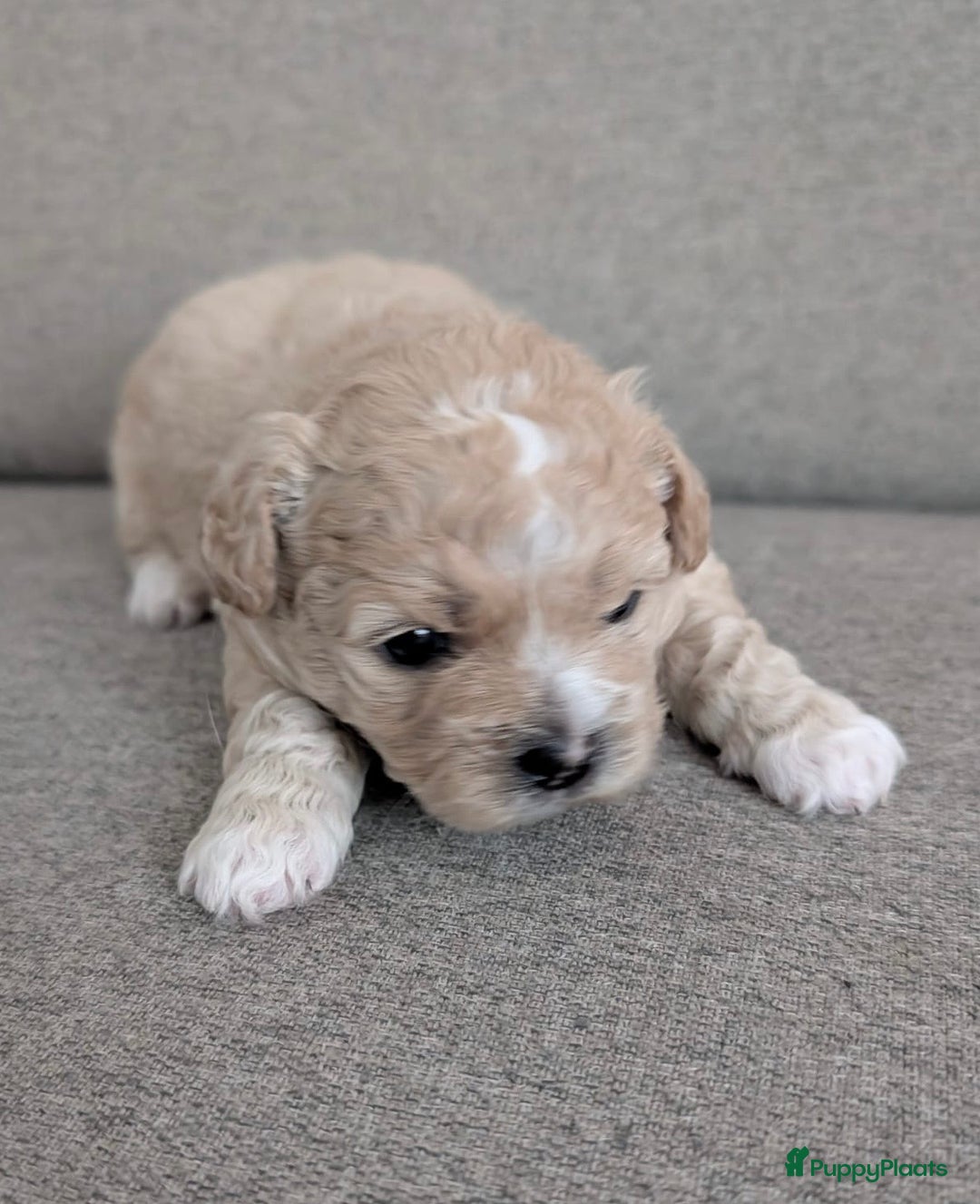 Kruising honden te koop: Lief boomer nestje  - Advertentie 9