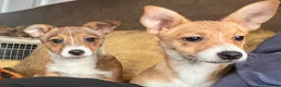 Kruising honden ter adoptie: Storm - Advertentie 7